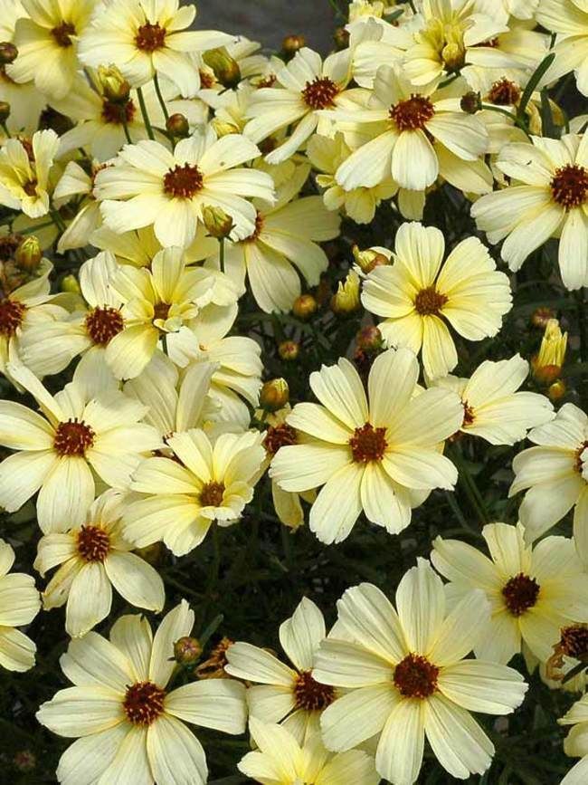 3. Coreopsis (Coreopsis verticillata)