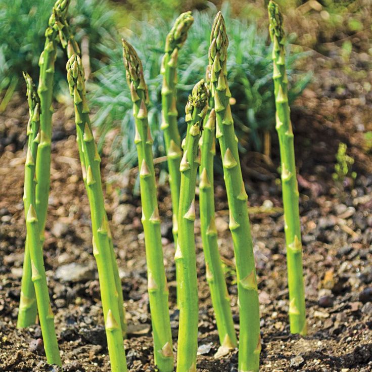 30. Asparagus