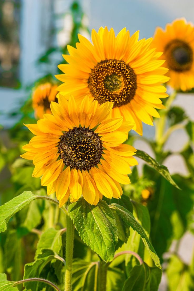 4. Sunflowers