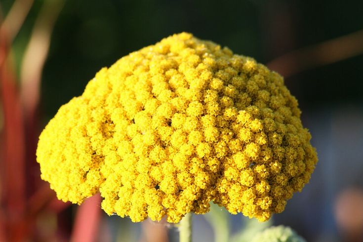 4. Yarrow (Achillea millefolium)