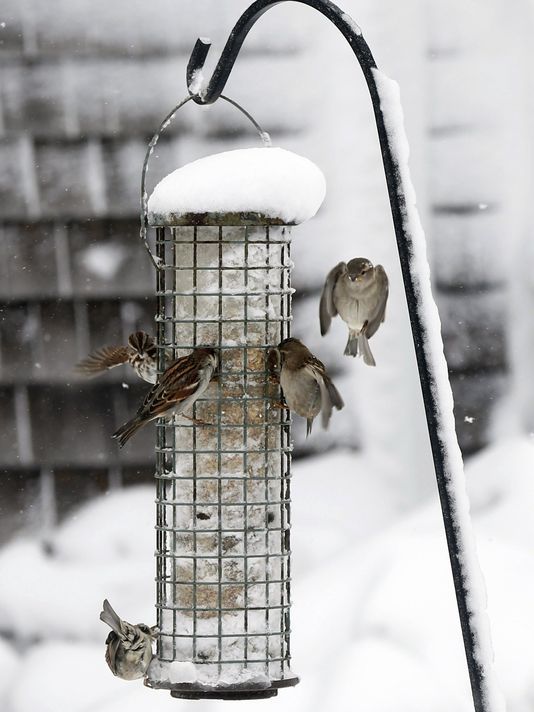 5. Bird Feeders