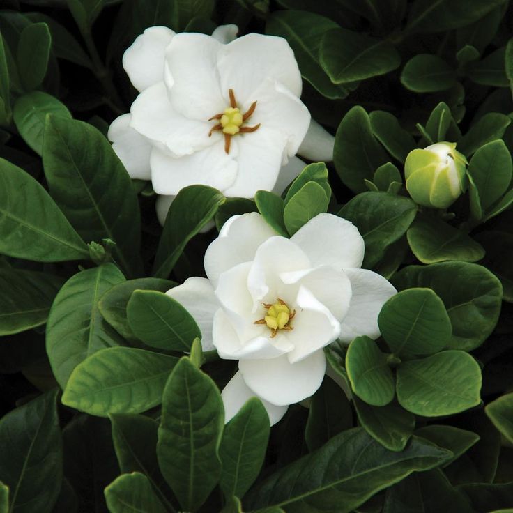 5. Gardenia