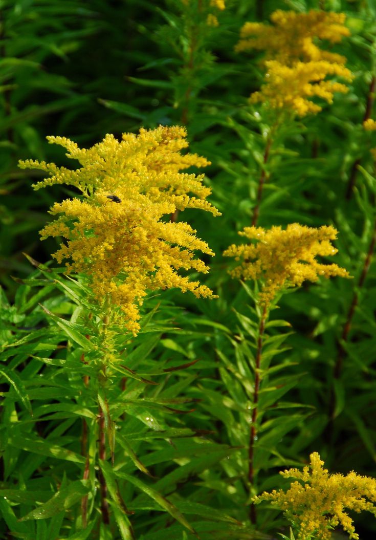 5. Goldenrod (Solidago)