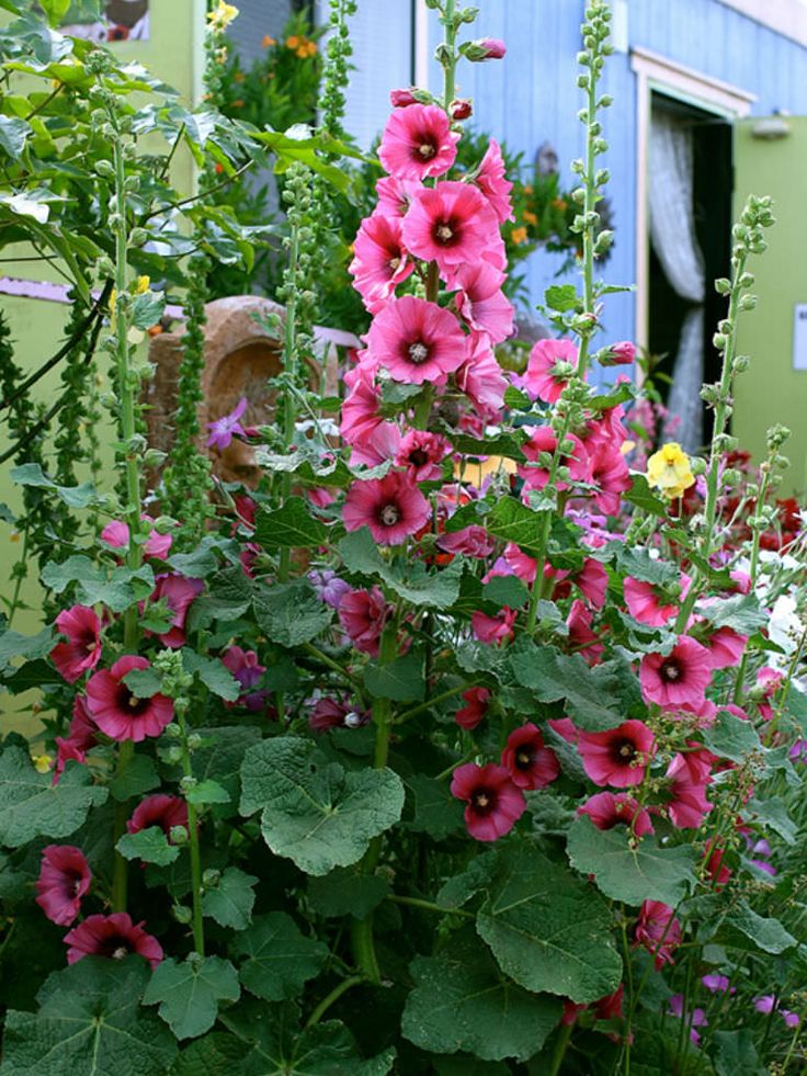 6. Hollyhocks