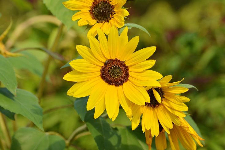 6. Sunflower (Helianthus)