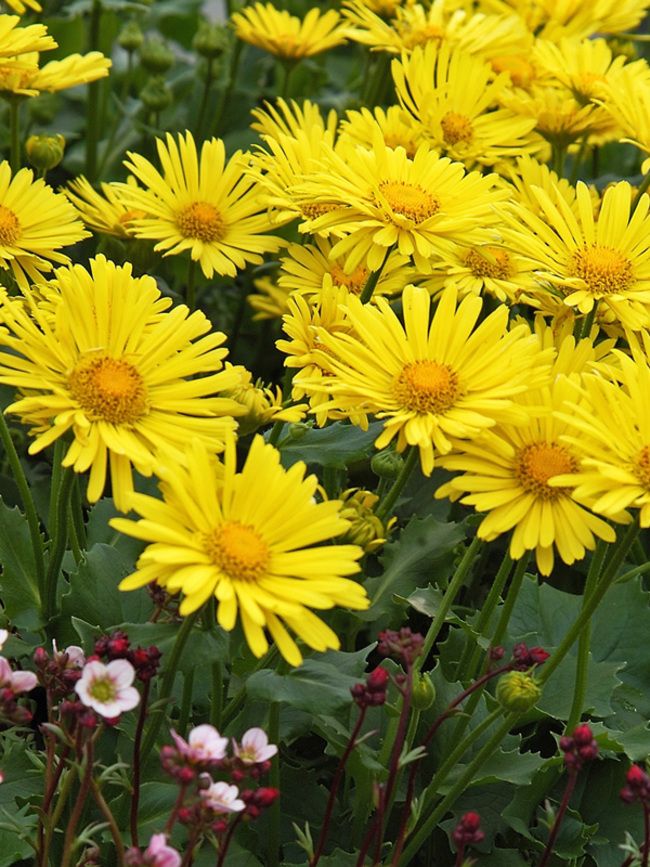 7. Leopard's Bane (Doronicum)