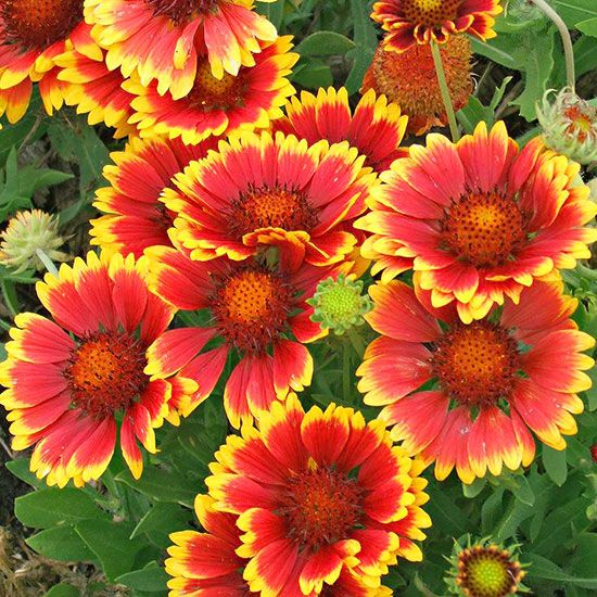 8. Blanket Flower (Gaillardia)