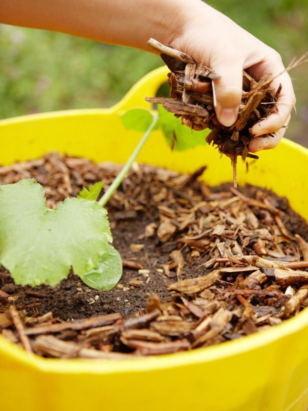 8. Mulch for Moisture Retention