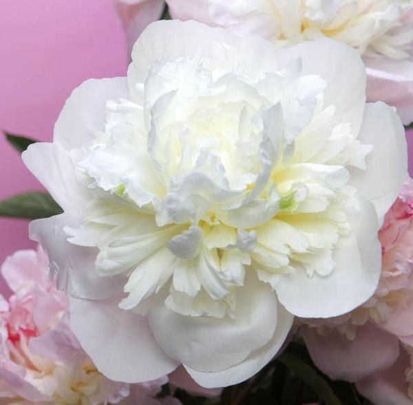 8. Peonies