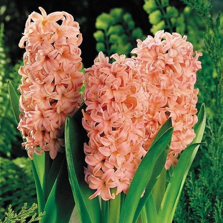 9. Hyacinth