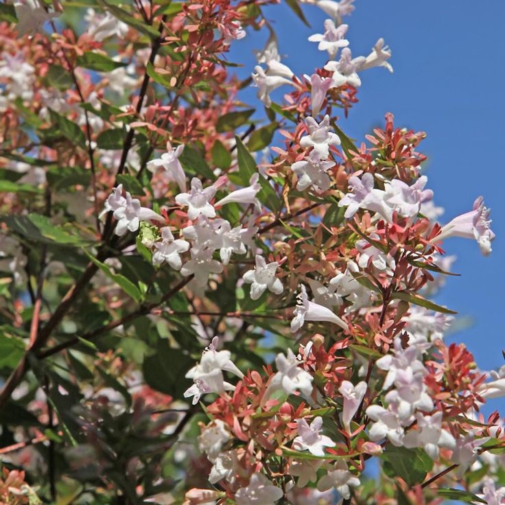 Abelia