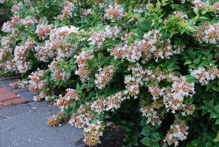 Abelia