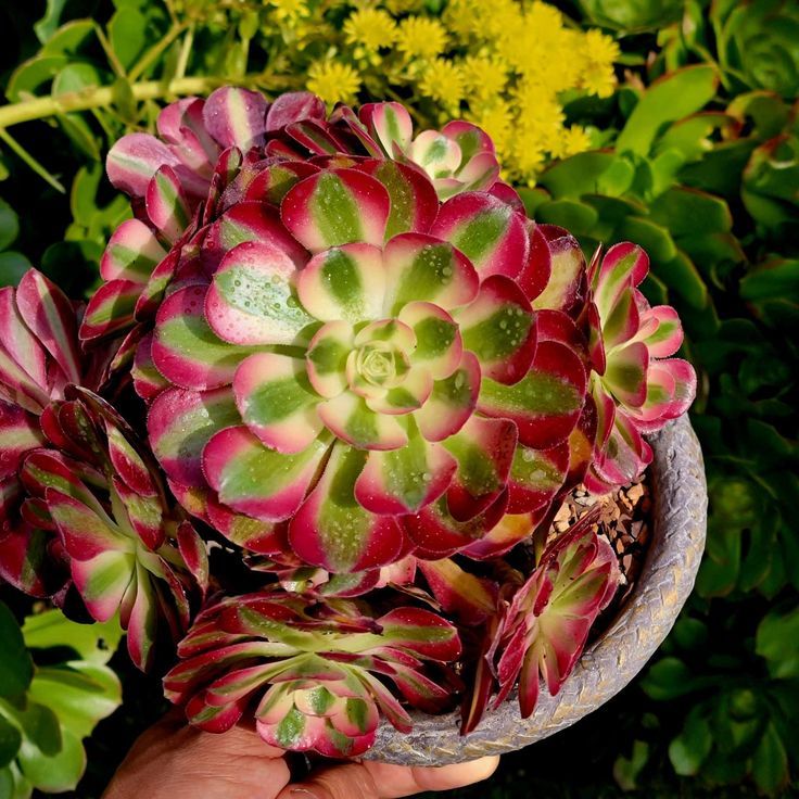 Aeonium 'Mardi Gras'