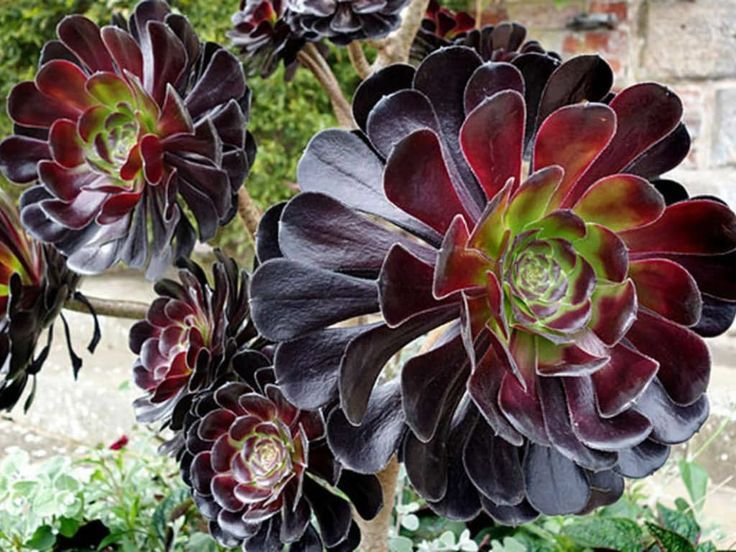 Aeonium Arboreum 'Zwartkop'