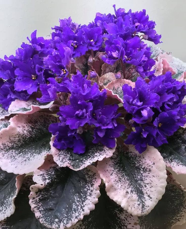 African Violet