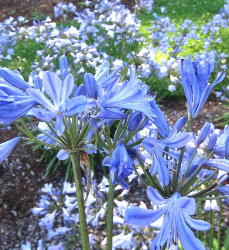 Agapanthus