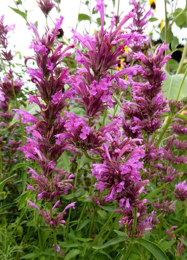 Agastache (Agastache spp.)