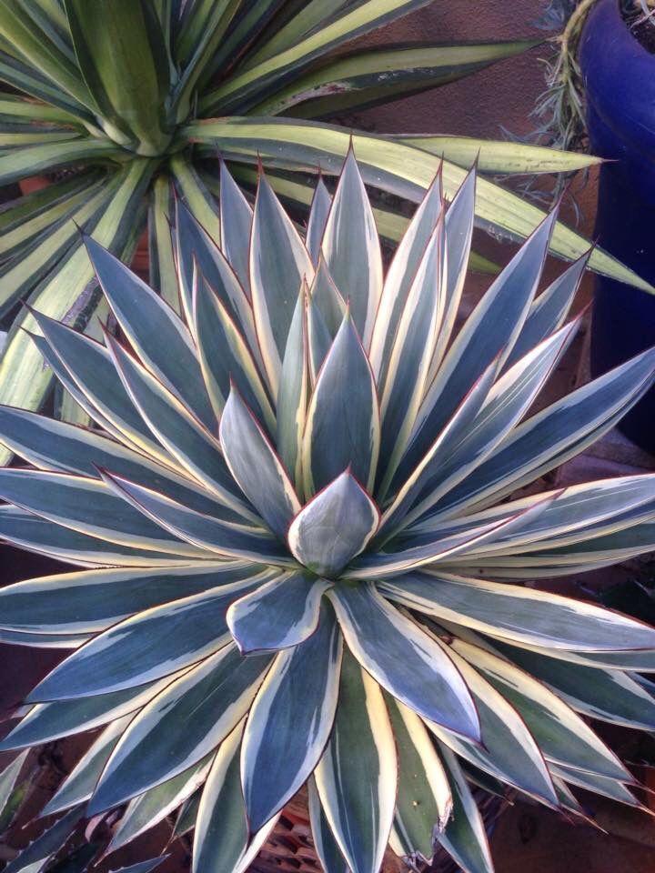 Agave 'Blue Glow'