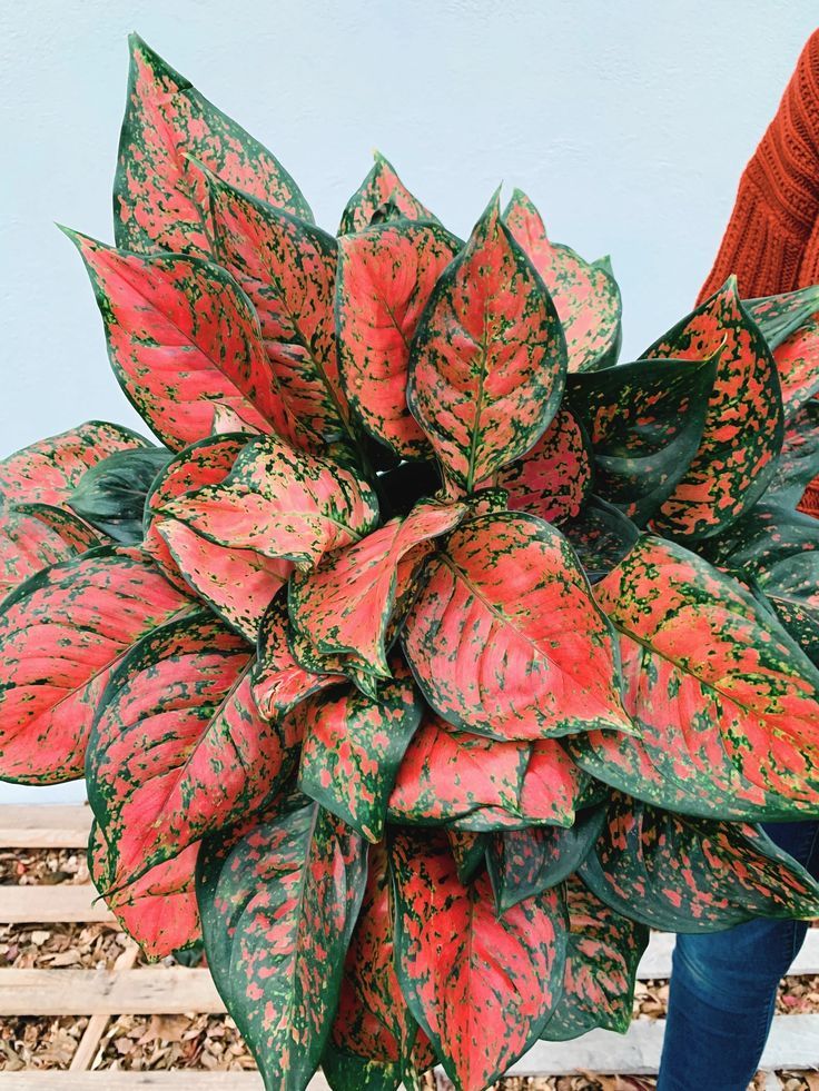 Aglaonema