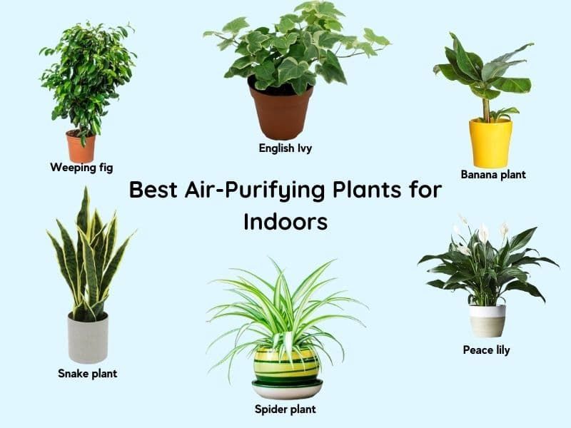 Air-Purifying Plants