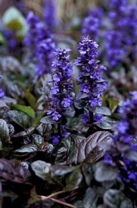 Ajuga