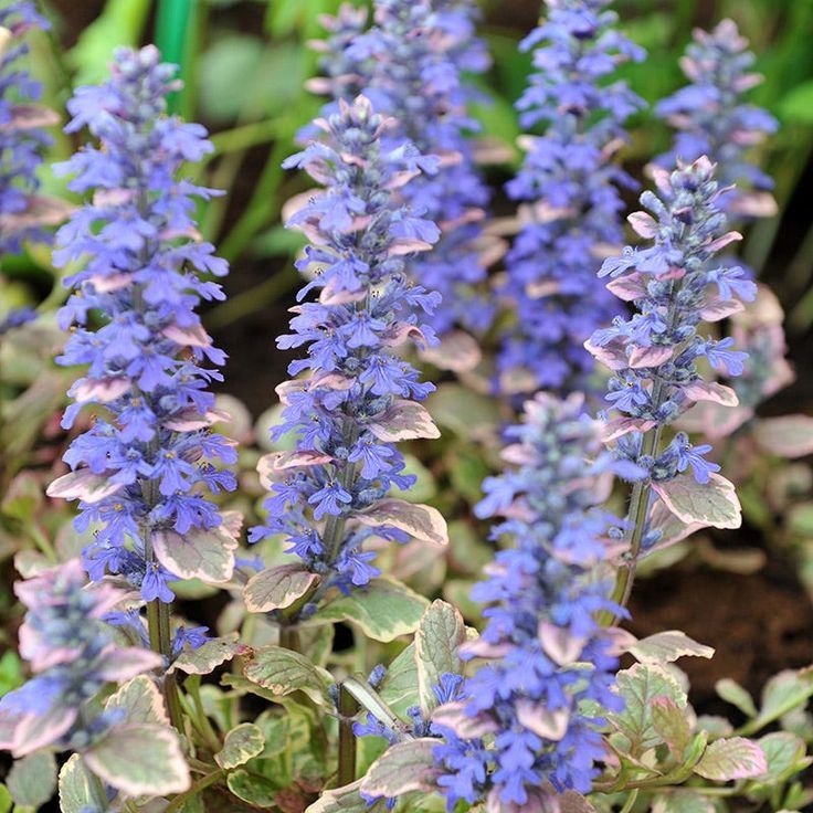 Ajuga