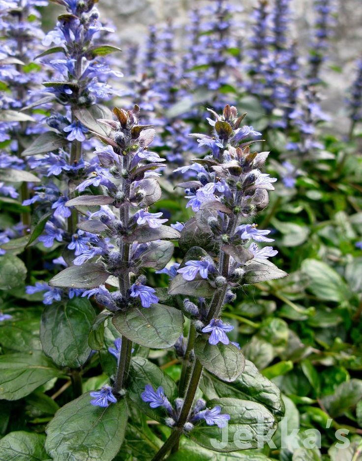 Ajuga