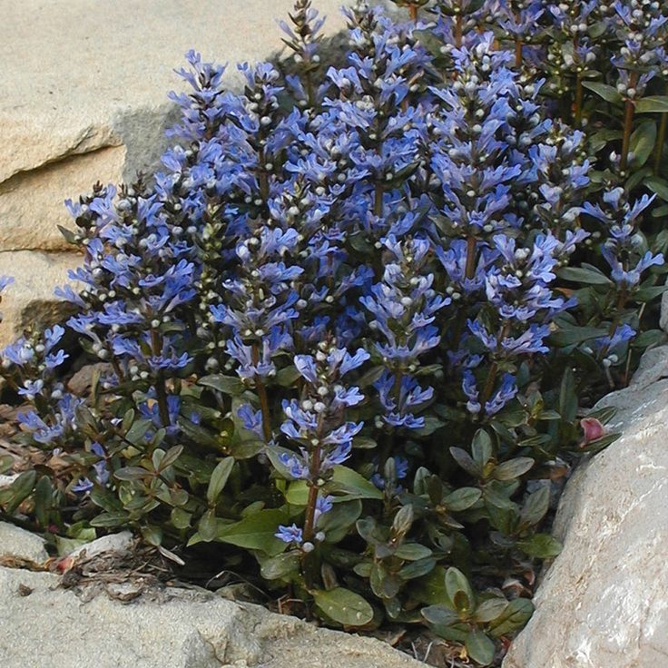 Ajuga 'Chocolate Chip'