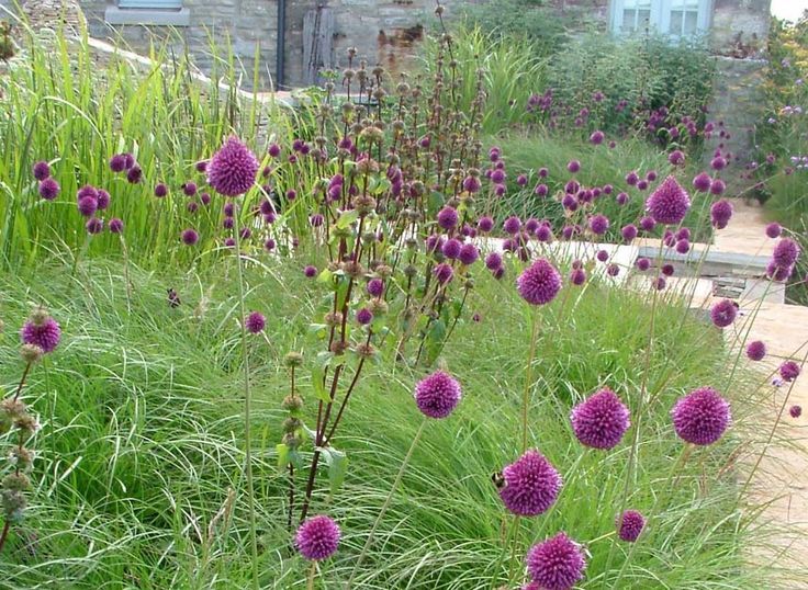 Allium