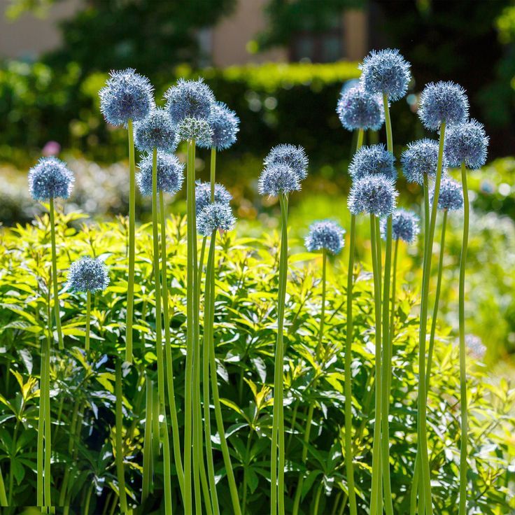 Allium Bulbs