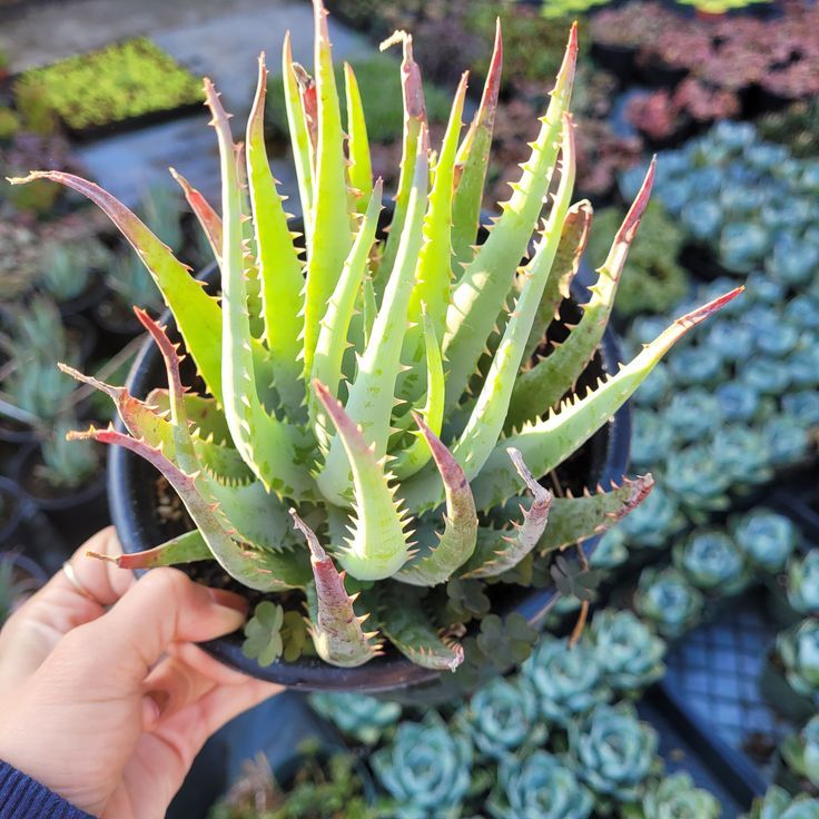 Aloe 'Blue Elf'