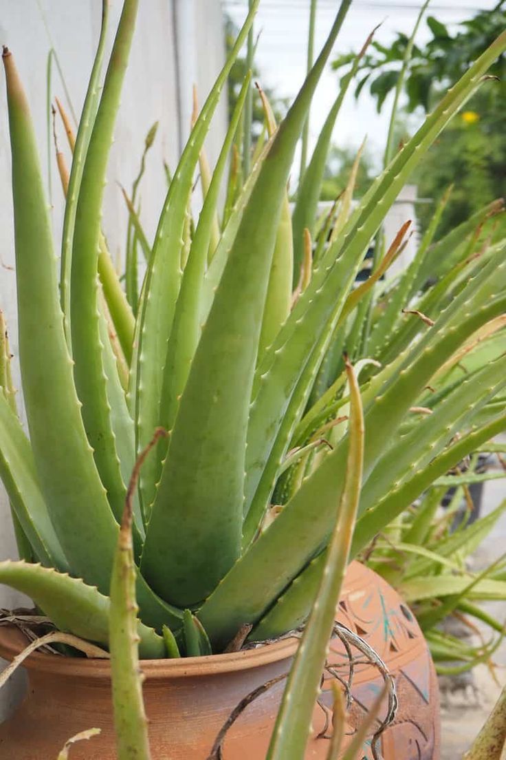 Aloe Vera