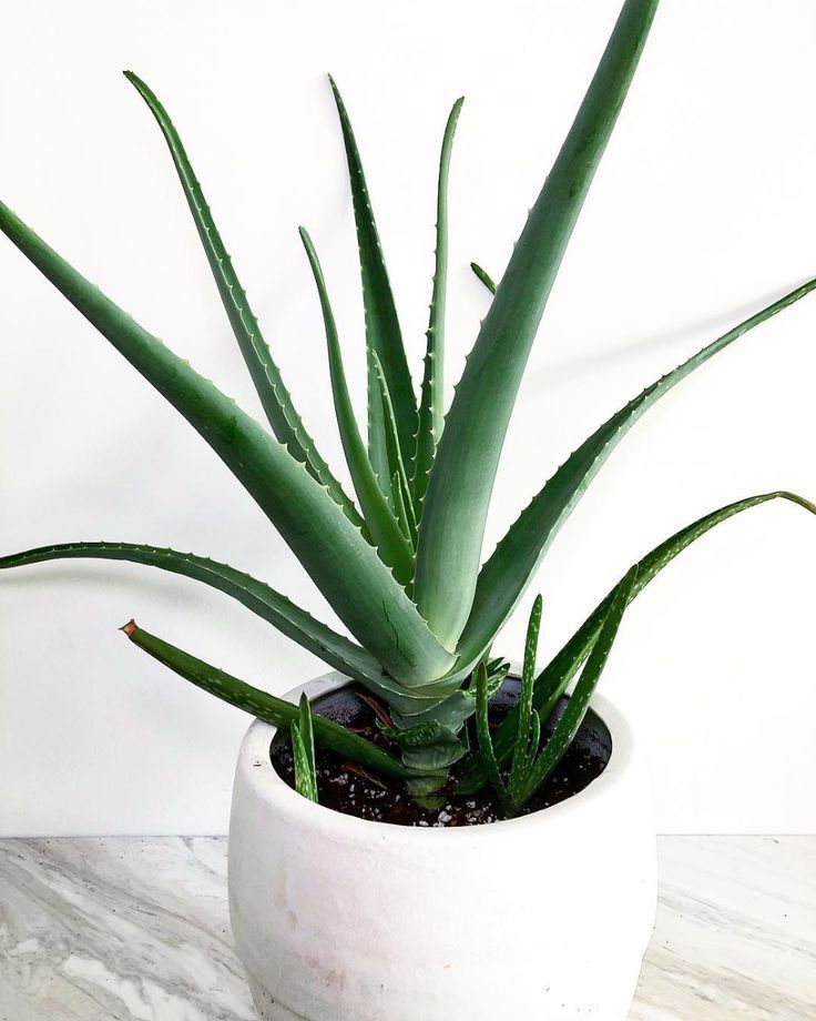 Aloe Vera