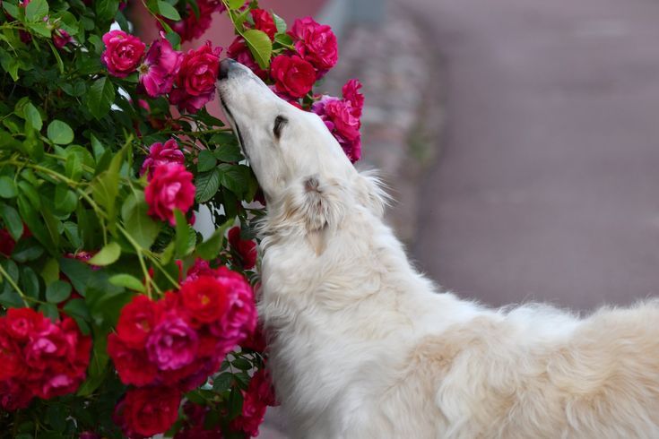 Alternatives to Hydrangeas in Gardens