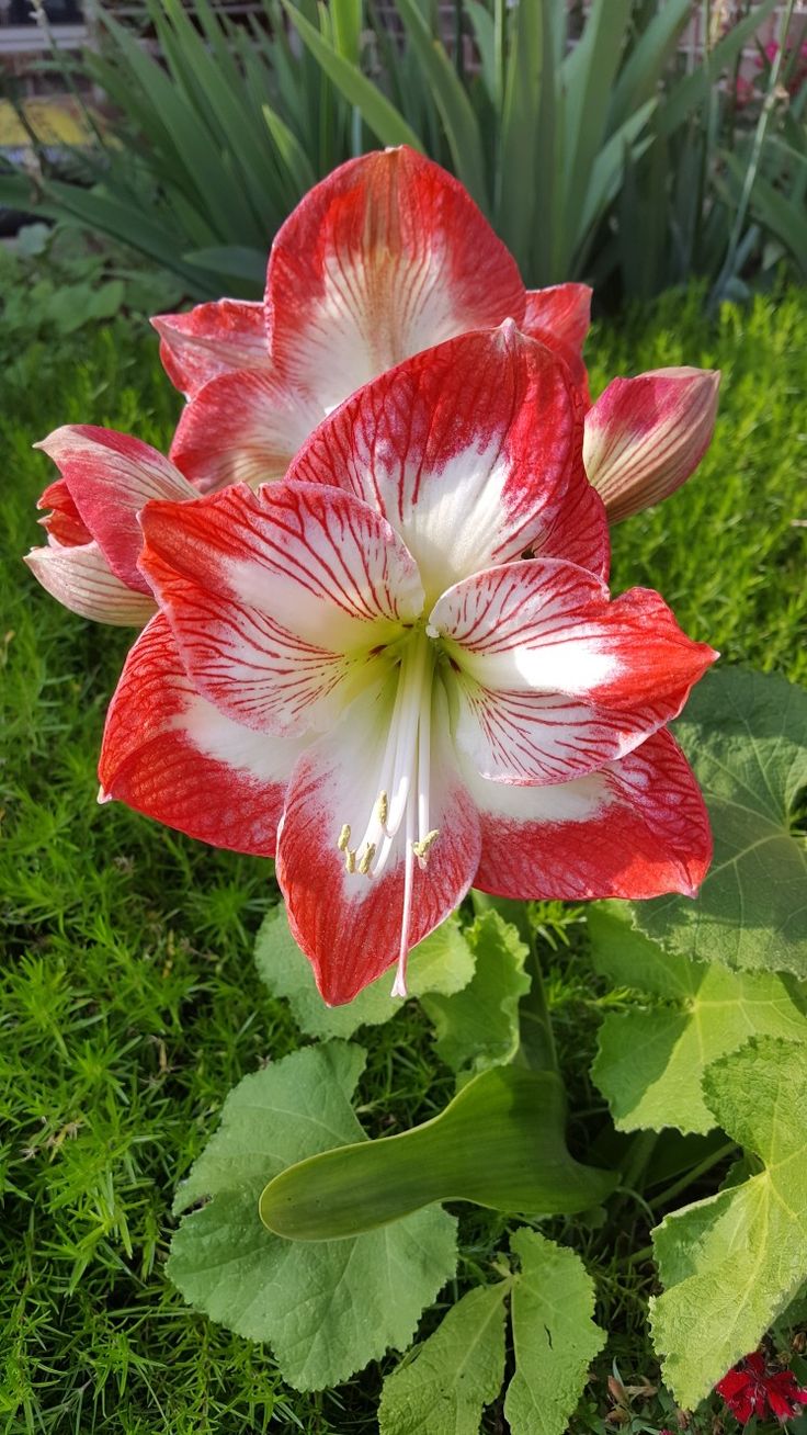 Amaryllis