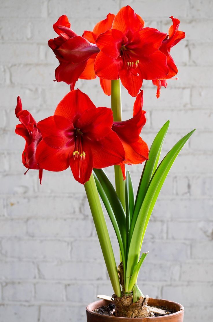 Amaryllis