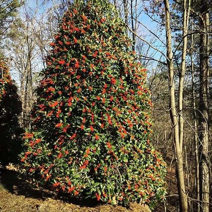 American Holly