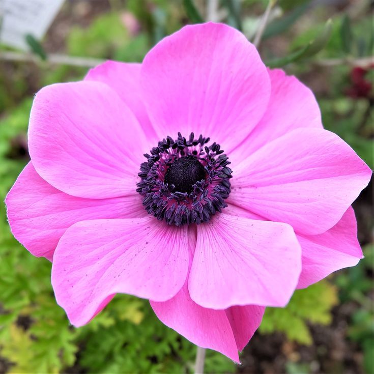 Amorous Anemones