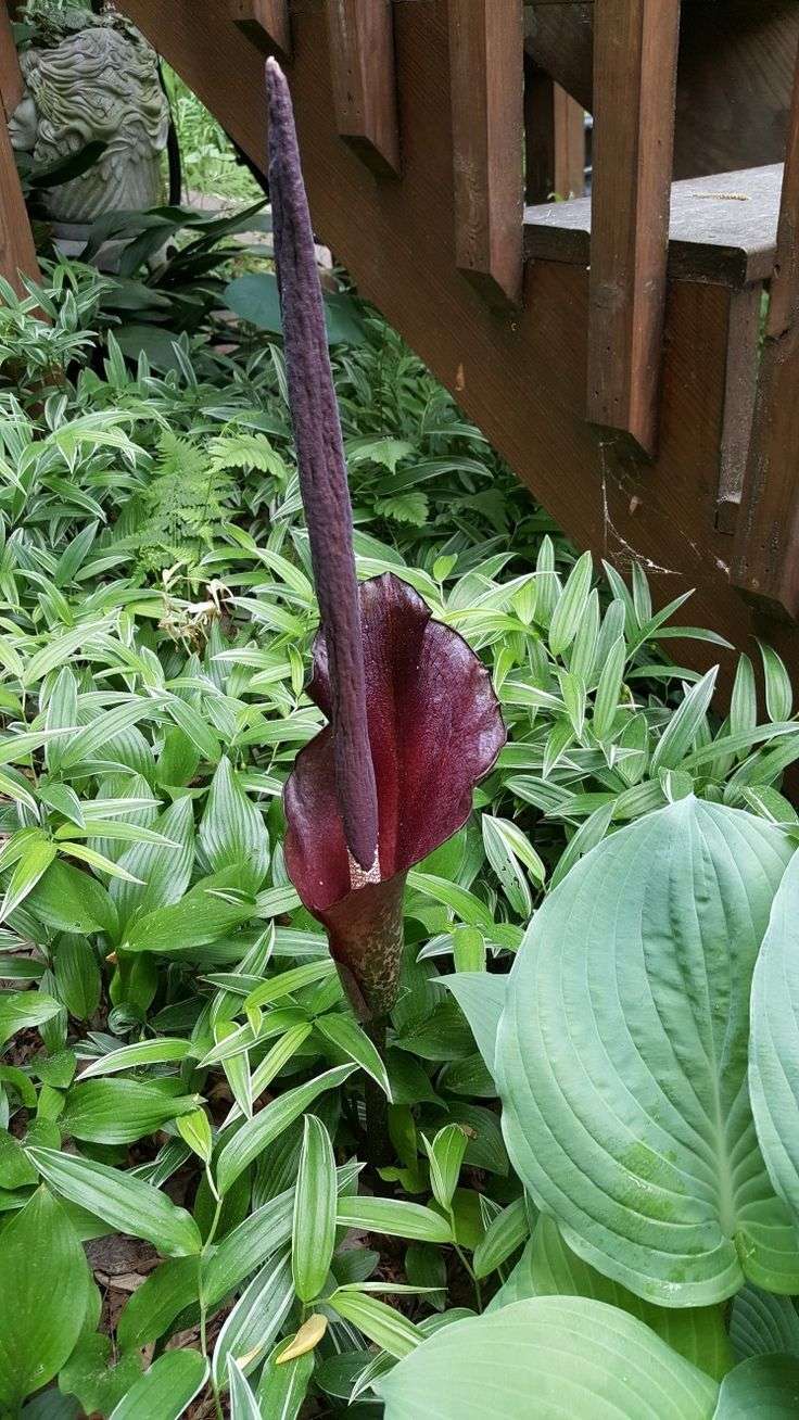 Amorphophallus konjac