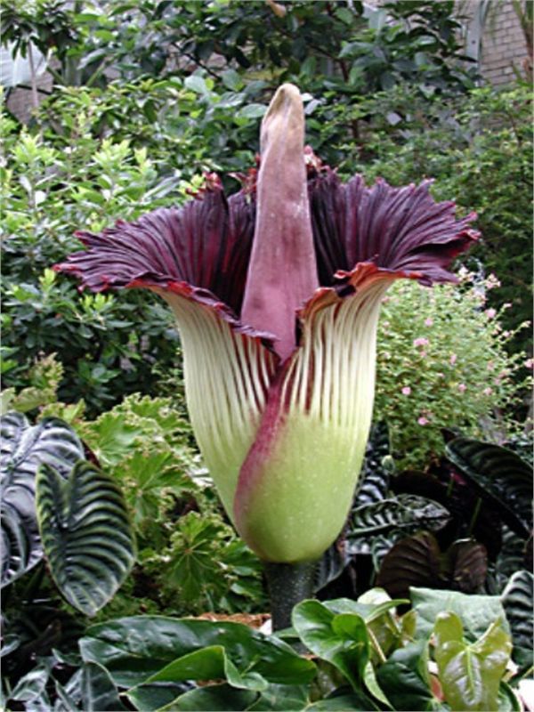 Amorphophallus titanum