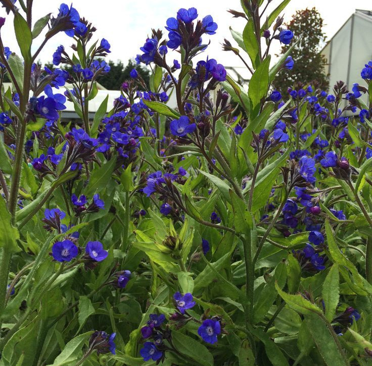 Anchusa