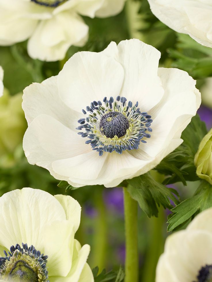 Anemone