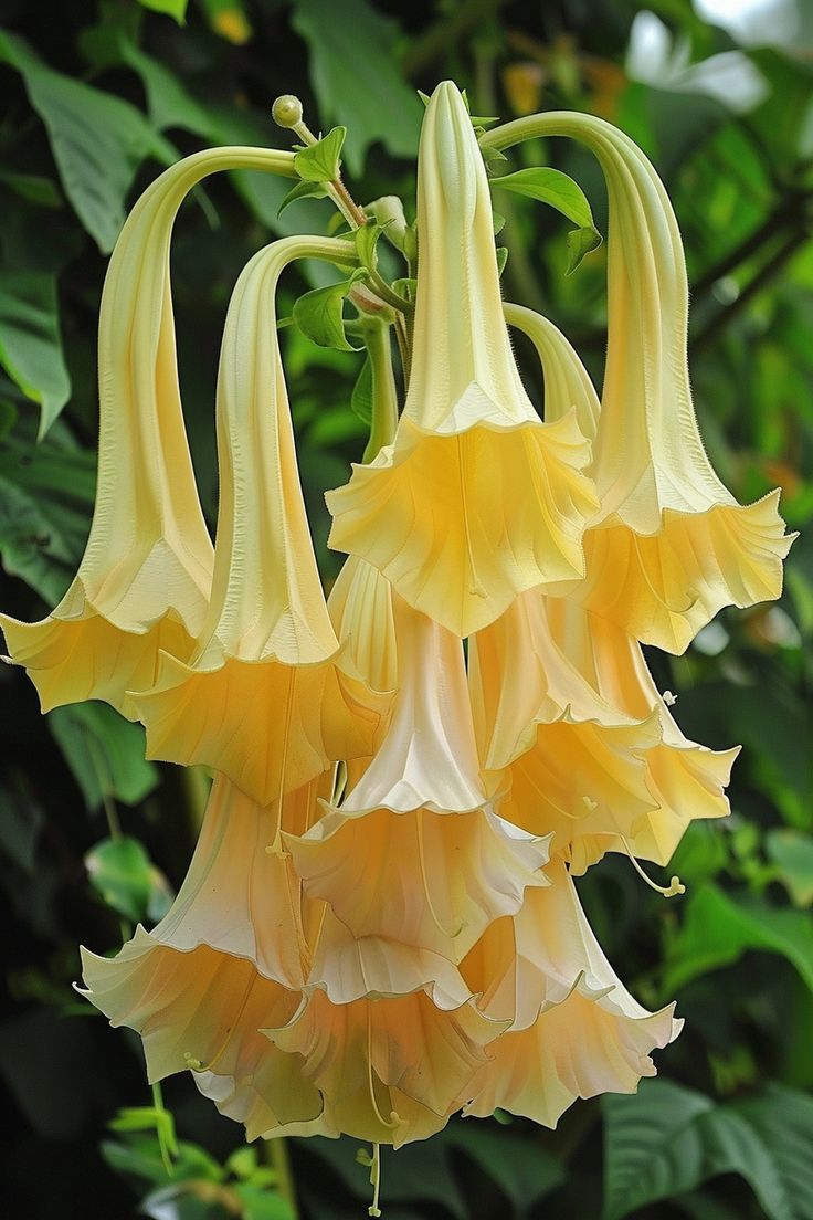 Angel's Trumpet