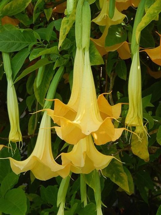 Angel's Trumpet (Brugmansia)