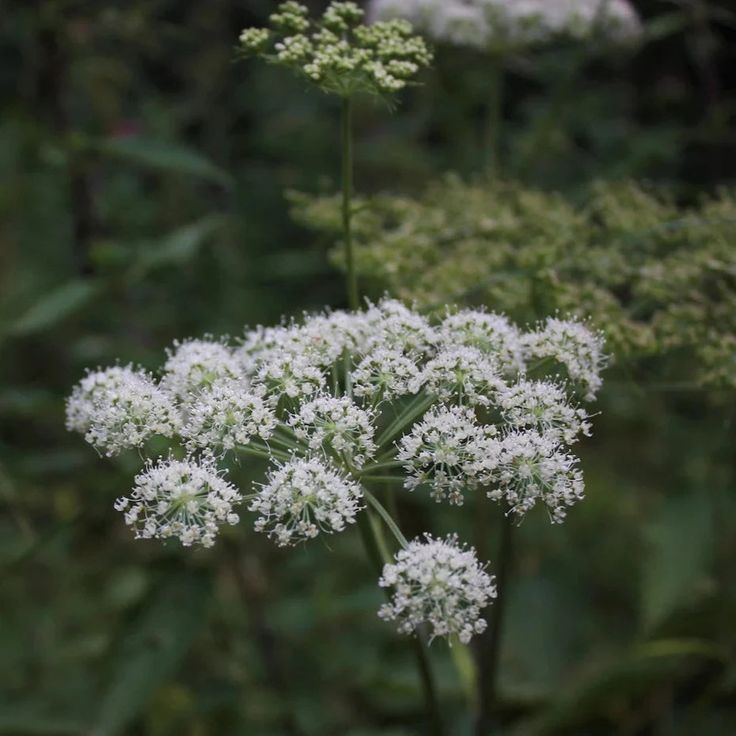 Angelica