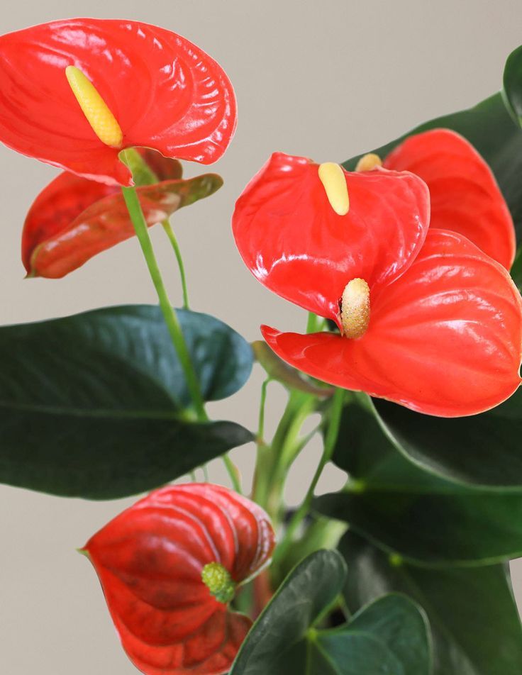 Anthurium