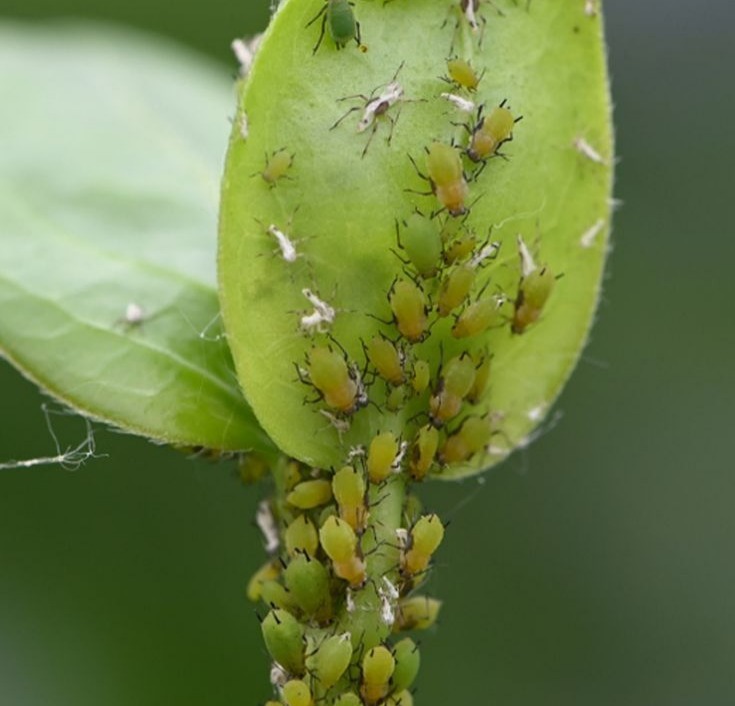 Aphids