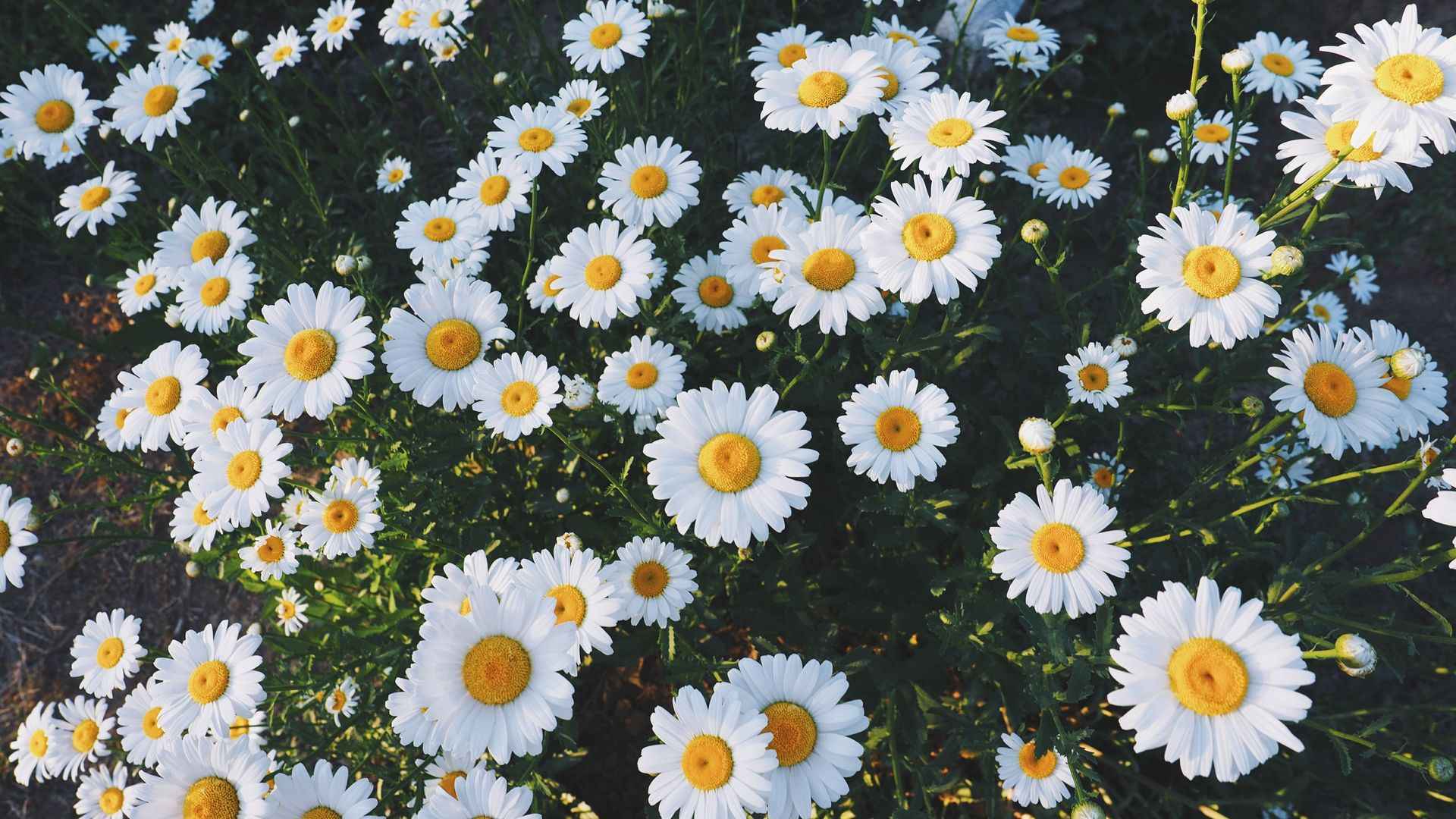 April - Daisy