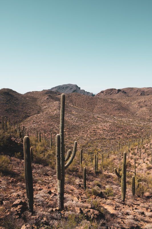 Arizona's Sonoran Desert