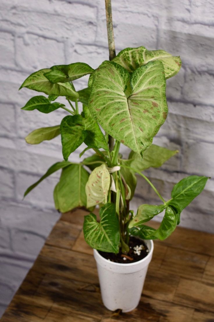 Arrowhead Plant (Syngonium podophyllum)